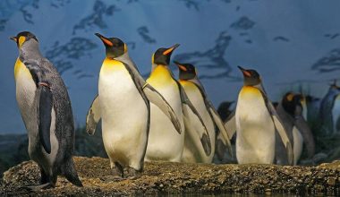 Kral penguenlerinin sayısında büyük düşüş