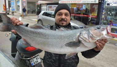 Karadenizli balıkçılarda levrek sevinci.