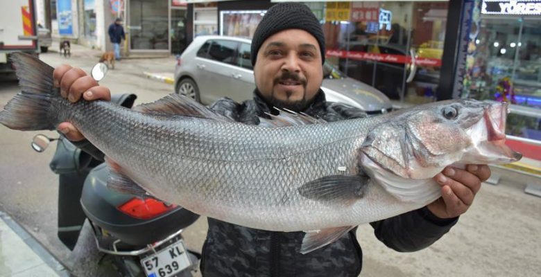 Karadenizli balıkçılarda levrek sevinci.