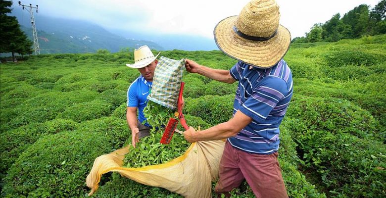 Çay ihracatından 6,3 milyon dolarlık gelir.