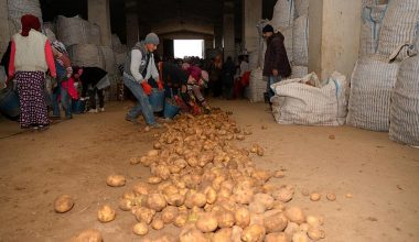 Sertifikalı Ahlat patatesi tohumları yurt dışı pazarında.