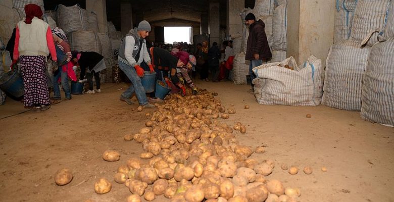 Sertifikalı Ahlat patatesi tohumları yurt dışı pazarında.