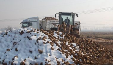 Pancardan şeker üretiminin oranı artırıldı.