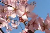 21 Mart ilkbahar ekinoksu gündönümü doğa olayları neler olur.
